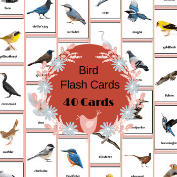 Preview of 40 Bird Flash Cards, Bird Identification Printable Learning Materials