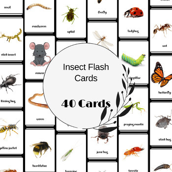 Preview of 40 Insect Printable Flash Cards, Homeschool & Classroom Nature Study