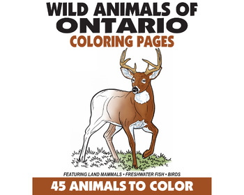 Preview of 45 Wild Animals of Ontario Canada Coloring Pages, Nature Coloring Pages