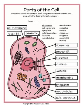 Preview of 4th/5th/6th/7th+ Parts of a Cell Labeling & Diagram - Animal/Human Cell