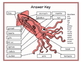 4th/5th/6th/7th Squid Anatomy Parts Labeling & Diagram - C