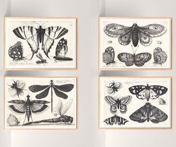 Preview of 4x VINTAGE INSECT POSTERS- nature classroom