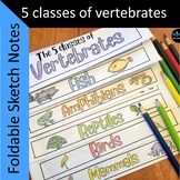 5 Classes of Vertebrates Foldable Sketch Notes