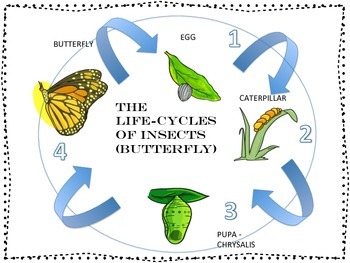 Preview of 5 Life Cycle Posters Mini Lesson for both Decoration & Play