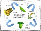 5 Life Cycle Posters Mini Lesson for both Decoration & Play