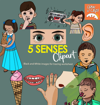 Preview of 5 Human Senses and Their Sense Organs Clipart