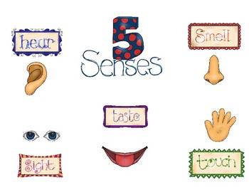 5 Senses Poster by Kaitlyn Merrill | Teachers Pay Teachers