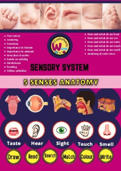 Preview of human body unit : 5 Senses  Science   preschool, pre-k, kindergarten 5th