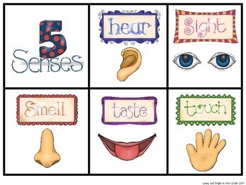 5 Senses Activities & Posters by Sunny and Bright in Primary | TpT