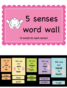 Preview of 5 Senses Word Wall