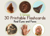5 Senses with Real Eyes and Paws! Fun Round Flashcards for Kids