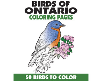 Preview of 50 Birds of Ontario Canada Coloring Pages, Birdwatching Coloring Pages, Bird ID