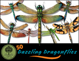 50 Dazzling Dragonflies {A Novel Idea Digital Clip Art}