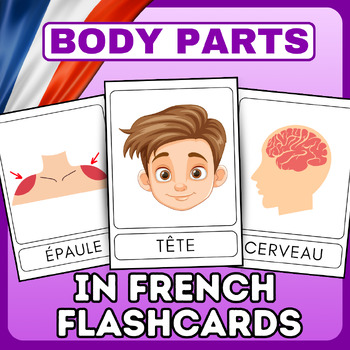 Preview of 50 Human Body Parts and Organs Vocabulary Flashcards - french