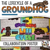 Groundhog Life Cycle Activity: Collaborative Poster