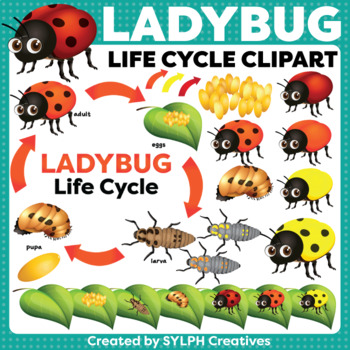 Ladybug Life Cycle ClipArt for Printable and Digital Resources | TpT