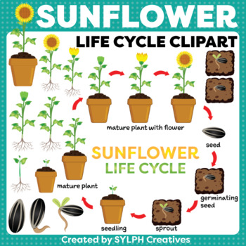Sunflower Life Cycle ClipArt for Printable and Digital Resources