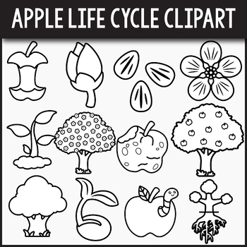 life cycle of an apple clipart scholastic