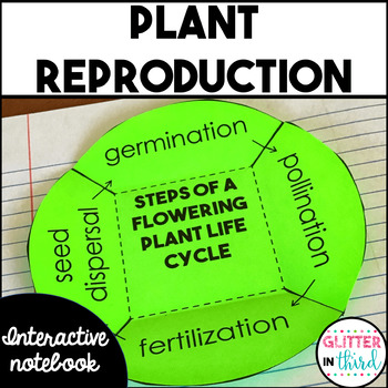 Plant Reproduction Interactive Notebook By Glitter In Third Tpt