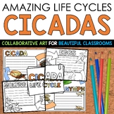Life Cycle of a Cicada Collaborative Research Poster Cicadas 2024