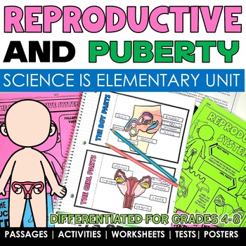 Preview of Reproductive System and Puberty Human Body Systems Worksheets Puberty