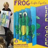 Life Cycle of a Frog Collaborative Agamograph Poster - Gre