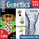 Genetics Activities Bundle: Punnet Squares, Mendelian Gene