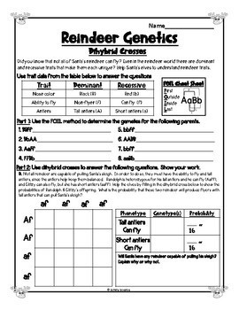 Christmas Dihybrid Cross Worksheet Reindeer Genetics Punnett Squares