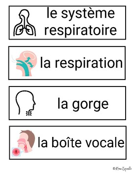 Preview of 5e Année - Le Corps Humain, Mots de vocabulaire