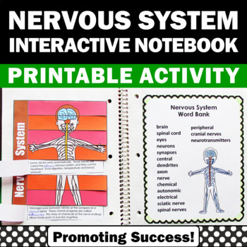 Preview of Nervous System Human Body Activities 4th 5th Grade Science Interactive Notebook