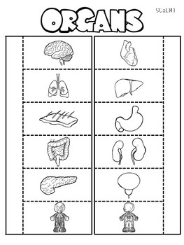 5th grade interactive notebook human body organ systems by cori melton