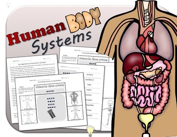 Preview of PDF Science Human Body Systems Foldables for Interactive Notebooks