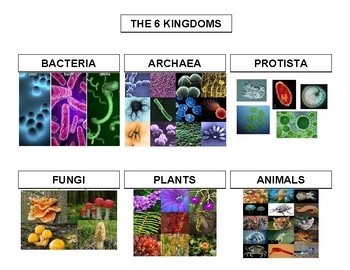 Preview of 6 Kingdoms Taxonomy Six Kingdoms