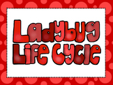 6 Ladybug Life Cycle Printable Classroom Poster Anchor Wal