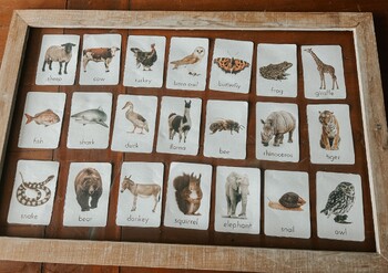 Preview of 64x different animal species vocabulary flashcards | montessori | reggio emillia