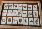 64x different animal species vocabulary flashcards | monte