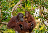7.5 Ecosystem Dynamics OSE (Orangutan Unit) Bundle