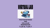 7.LS1.6, 7.LS1.7 Photosynthesis & Cellular Respiration Video Lab