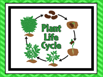 Preview of 7 Plant Life Cycle Classroom Printable Science Poster Anchor Charts.