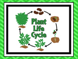 7 Plant Life Cycle Classroom Printable Science Poster Anch