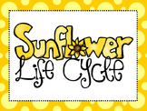 7 Sunflower Life Cycle Printable Classroom Posters Anchor Charts.