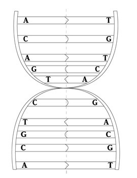 7th grade DNA Replication Activity by Lauren Allen | TPT