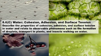 Preview of 8.6C Cohesion Adhesion and Surface Tension PowerPoint, Student Notes, Quiz & Lab