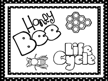 Preview of 8 Black and White Honey Bee Life Cycle Printable Posters/Anchor Charts.