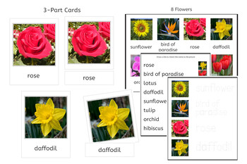 8 Flowers 3-Part Cards & Worksheets - Montessori Nomenclature | TPT