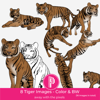 Of Different Animals Clipart Vector, Tiger With Different Poses In