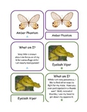 89 Animals of the Rain Forest "What Am I?" Educational Car