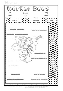 HONEY BEE FACTS: WORKER BEE-DIFFERENTIATED WORKSHEETS-PORTRAIT-8c2