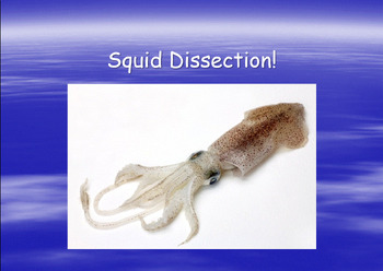 Preview of 90 Minute Squid Dissection & Calamari!