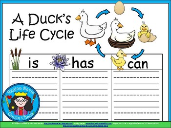 A+ Duck Life Cycle  Writing Paper by Regina Davis